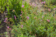 Pelargonium multicaule