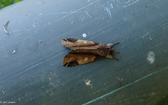 Ercheia