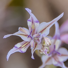 Gladiolus permeabilis edulis