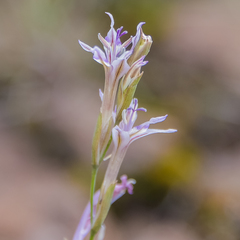Gladiolus permeabilis edulis