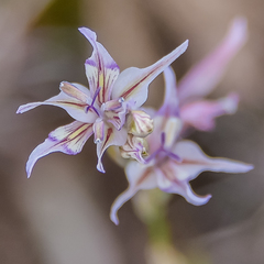 Gladiolus permeabilis edulis