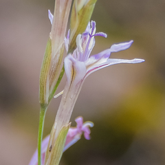 Gladiolus permeabilis edulis