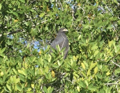 Buteogallus
