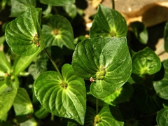 Australian copperleaf (Acalypha australis)