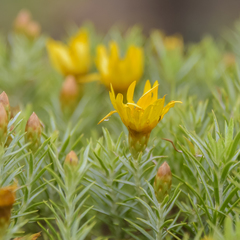 Oedera pungens angustifolia