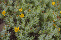 Oedera pungens angustifolia