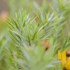 Oedera pungens angustifolia