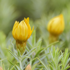 Oedera pungens angustifolia