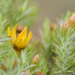 Oedera pungens angustifolia