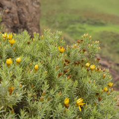 Oedera pungens angustifolia