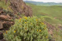 Oedera pungens angustifolia