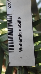 Wollemia nobilis