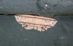 Hyposada ruptifascia