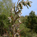 Artemisia umbrosa - Photo (c) Sergey Mayorov, algunos derechos reservados (CC BY-NC), uploaded by Sergey Mayorov