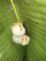 Ectophylla alba image