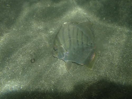 Banded drepane (Drepane longimana) — Drepaneidae