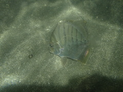 Concertina Fish photo 2