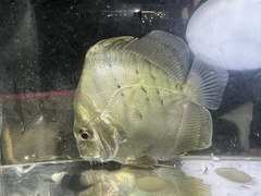 Concertina Fish photo 4