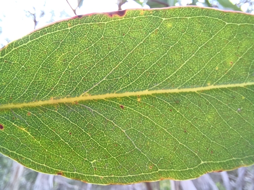 Anglesea Box (Eucalyptus litoralis)