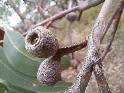 Image of Eucalyptus litoralis by (c) Peter Crowcroft, some rights reserved (CC BY)