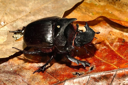 オウサマナンバンダイコクコガネ (Heliocopris dominus) · iNaturalist