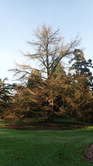 Pseudolarix amabilis