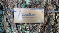 Pseudolarix amabilis