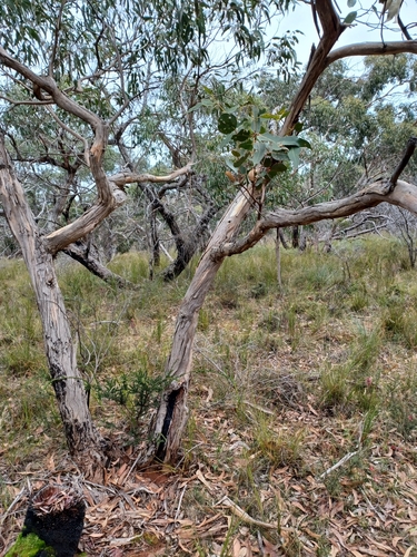 Image of Eucalyptus litoralis by (c) Peter Crowcroft, some rights reserved (CC BY)