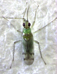 Dicyphus