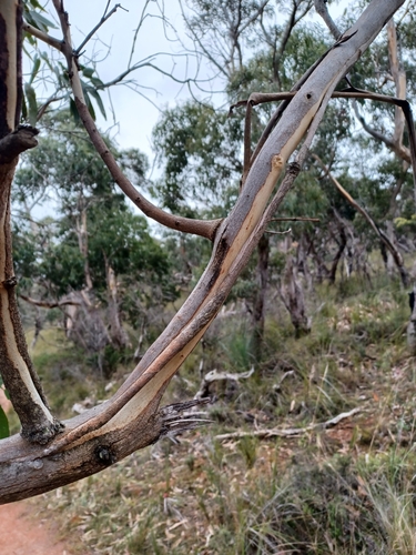 Image of Eucalyptus litoralis by (c) Peter Crowcroft, some rights reserved (CC BY)