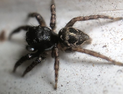 Photo of Twin-flagged Jumping Spider (Anasaitis canosus)