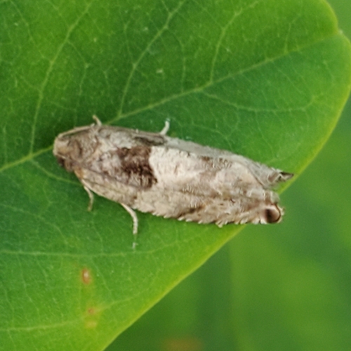 Cottonwood Twig Borer Moth photo 5