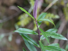 Veronica bishopiana