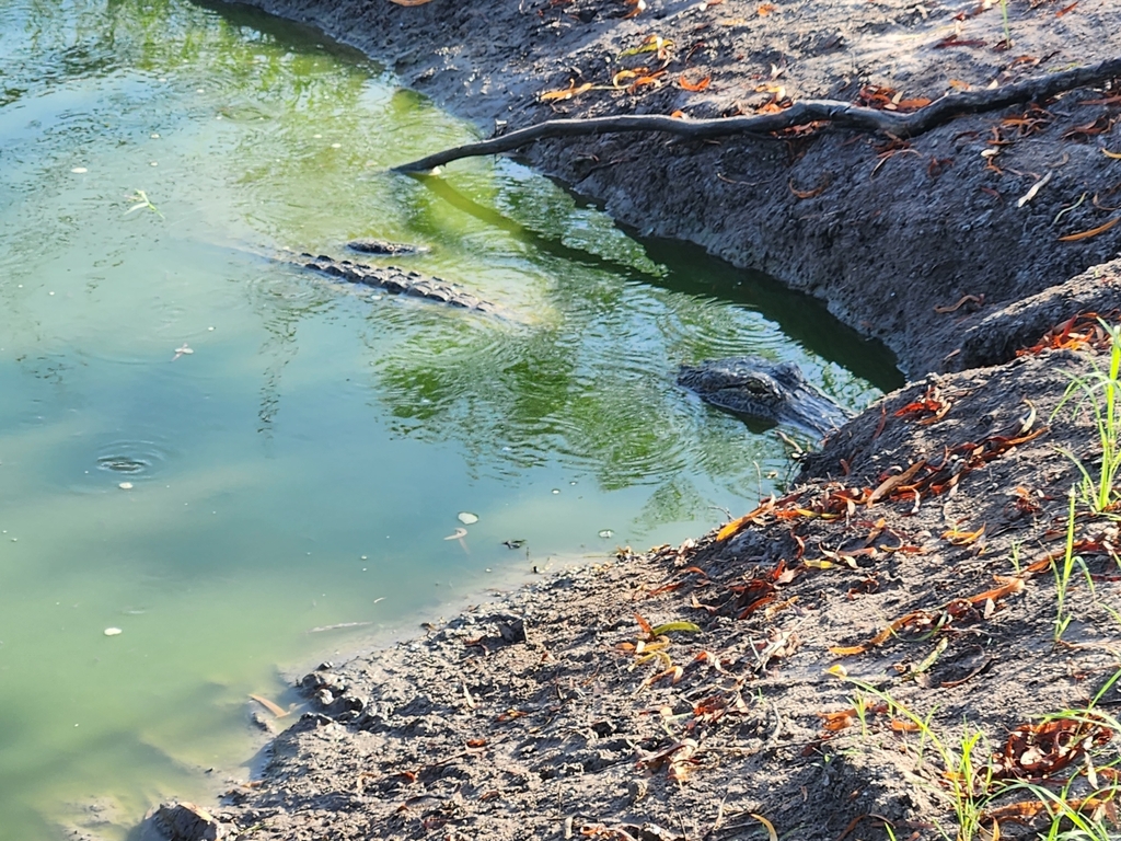 American Alligator from Austwell, TX 77950, USA on July 25, 2023 at 08