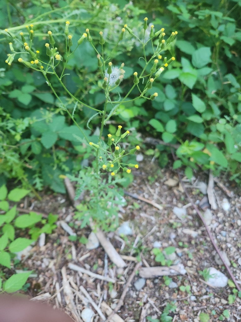 Heath Groundsel from Spiritridge Park on July 25, 2023 at 0740 PM by Bill Harms · iNaturalist