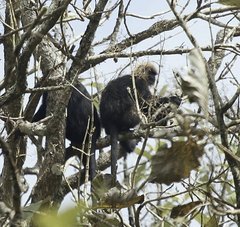Semnopithecus johnii