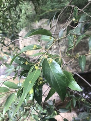 Maytenus peduncularis