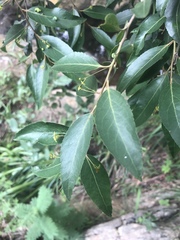 Maytenus peduncularis