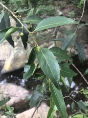 Maytenus peduncularis