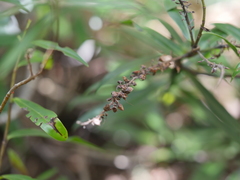 Veronica bishopiana
