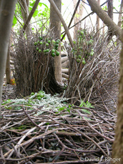 Chlamydera cerviniventris