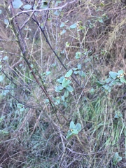 Ceanothus verrucosus