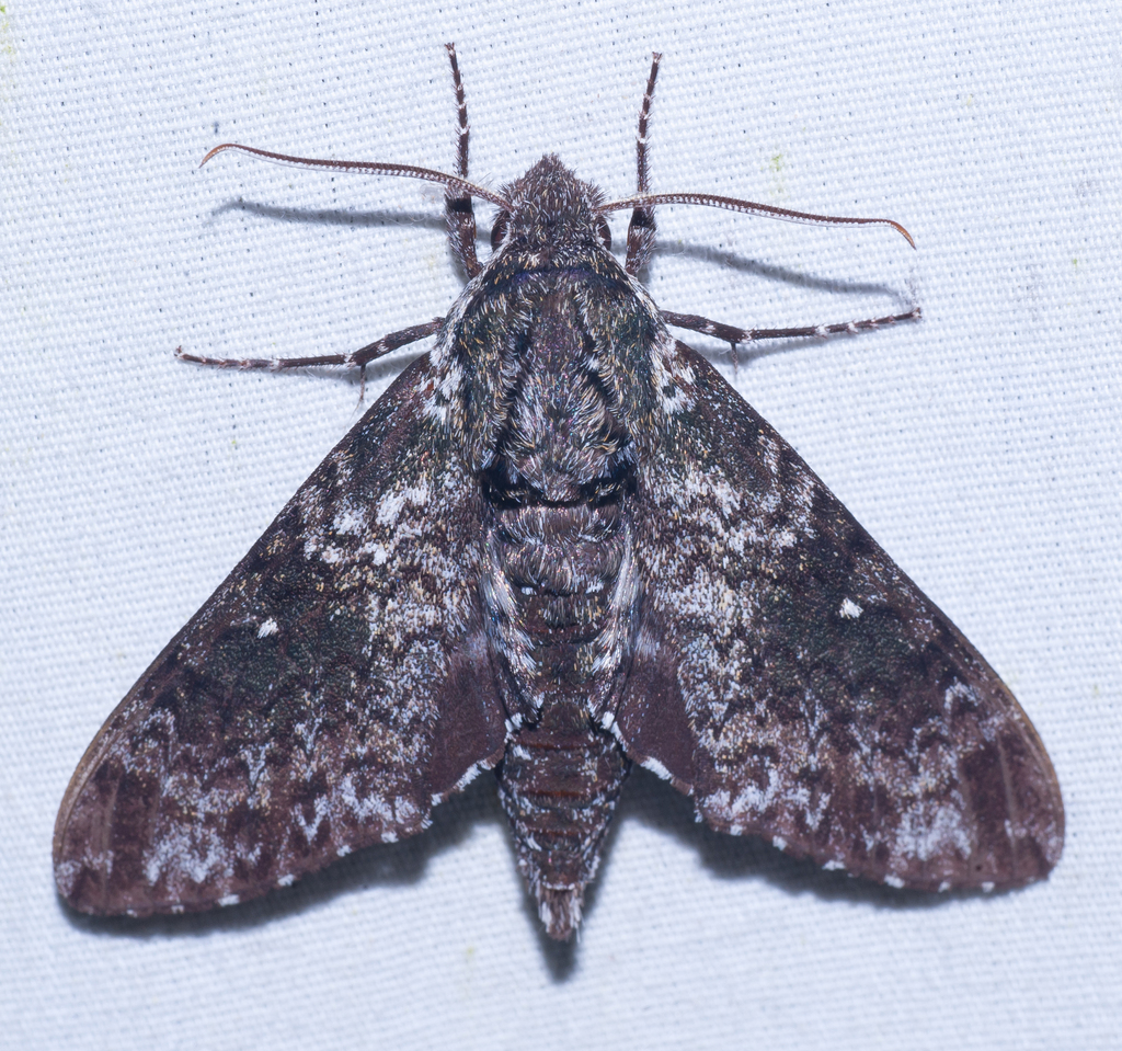 Pawpaw Sphinx from Home on July 23, 2023 at 11:36 PM by Wayne Fidler ...