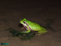 Hyla savignyi