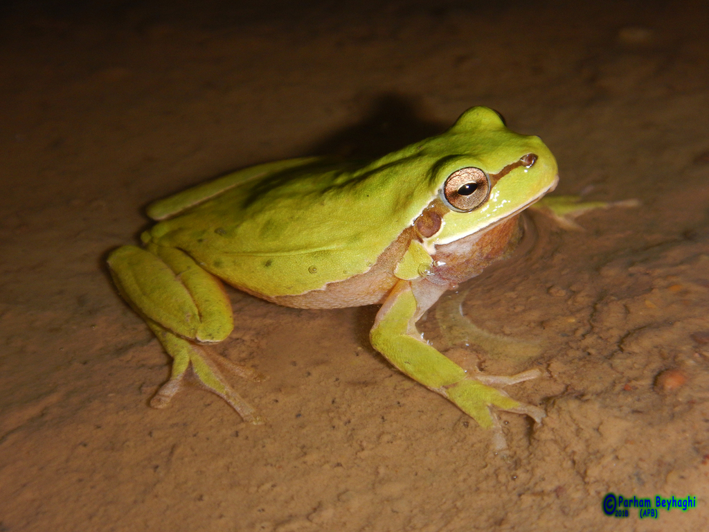 Lemon-yellow Tree Frog (Hyla savignyi)