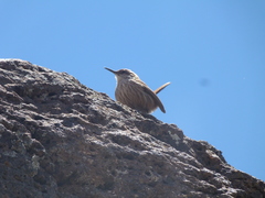 Ochetorhynchus ruficaudus