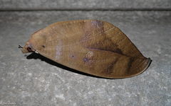 Phyllodes staudingeri