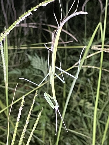 Northern Grass Mantis photo 5