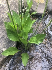 Plantago longissima