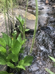 Plantago longissima